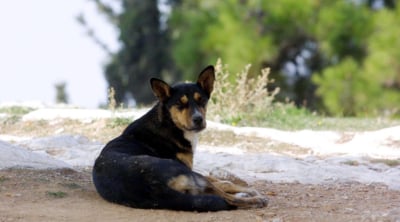 Θεσσαλονίκη: Συνελήφθη ηλικιωμένος που χτυπούσε με μανία τον σκύλο του