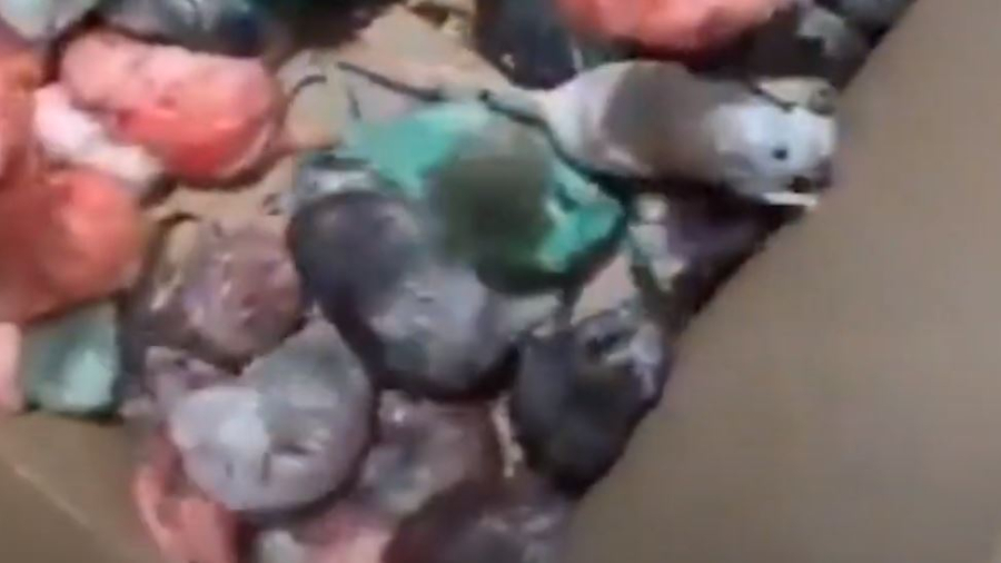 Ακτιβιστής έβαψε ποντίκια στα χρώματα της Παλαιστίνης και τα πέταξε μέσα σε McDonald's