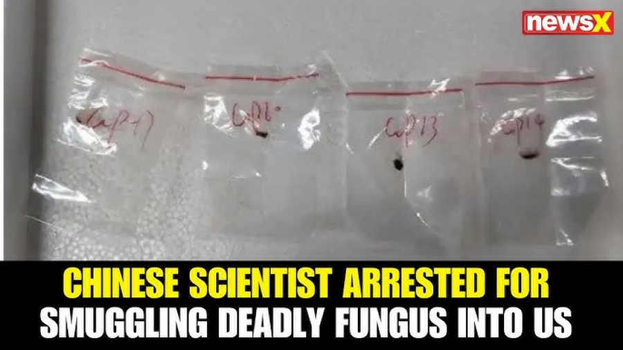 Το FBI κατηγορεί δύο Κινέζους πως έβαλαν λαθραία στις ΗΠΑ επικίνδυνο μύκητα: Τι προκαλεί ο Fusarium graminearum