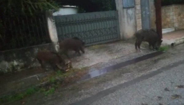 Αγριογούρουνα βγήκαν βόλτα στις... γειτονιές της Ραφήνας