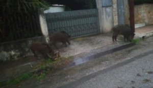 Αγριογούρουνα βγήκαν βόλτα στις... γειτονιές της Ραφήνας