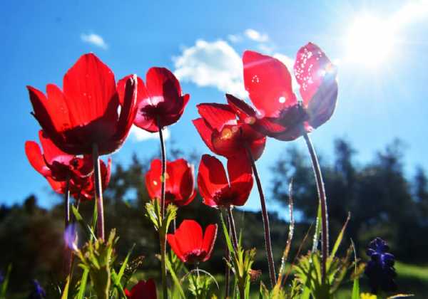 Τα φυτά που «πεινούν» για άνθρακα και σώζουν τον πλανήτη