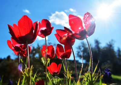 Τα φυτά που «πεινούν» για άνθρακα και σώζουν τον πλανήτη