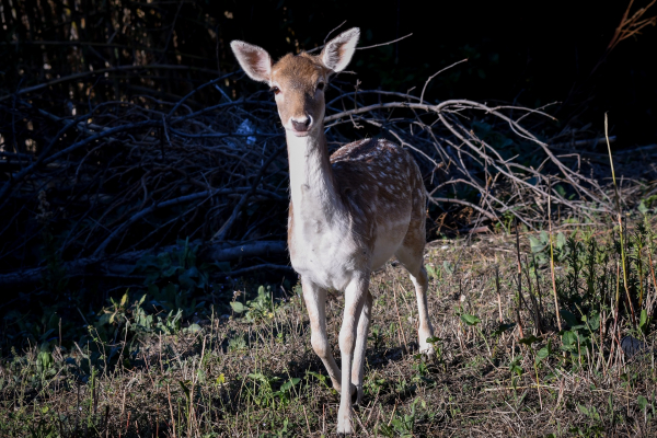 (Φωτ.: Eurokinissi)