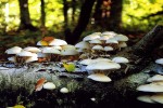 Τα «μαγικά μανιτάρια» στη μάχη κατά της κατάθλιψης