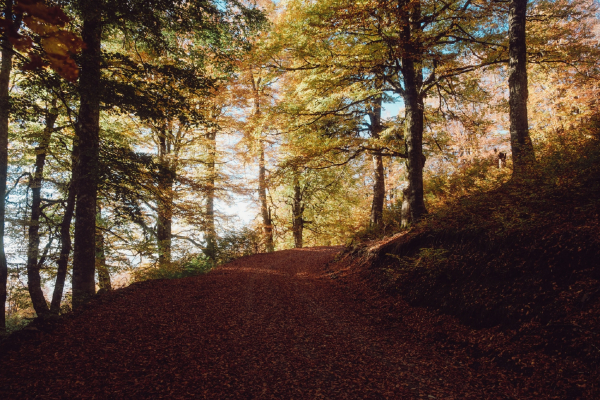 Πιο ζεστό φθινόπωρο, με λιγότερες βροχές και πιο ήπιες κακοκαιρίες - Η ανάρτηση Τσατραφύλλια