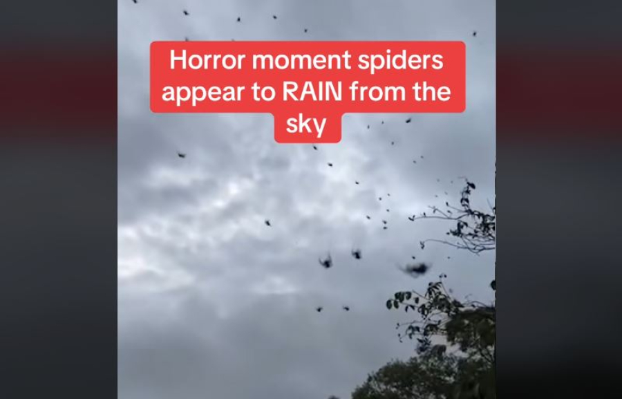 «Έβρεξε» αράχνες στη Βραζιλία: Οι ειδικοί εξηγούν πως ήταν «όργιο» (βίντεο)