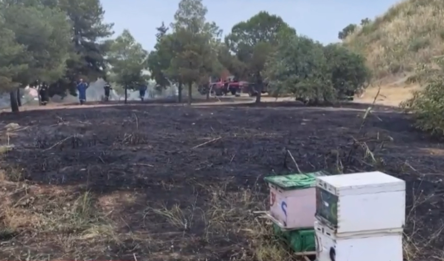 Γαλάτσι: Από κάπνισμα μελισσιών ξεκίνησε η φωτιά στο Άλσος Βεΐκου (Βίντεο)