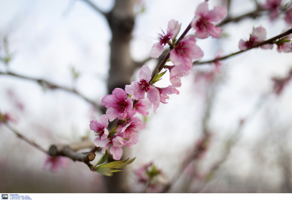 Ενισχύσεις de minimis, ύψους 8,5 εκατ. Ευρώ για τους παραγωγούς ροδάκινων