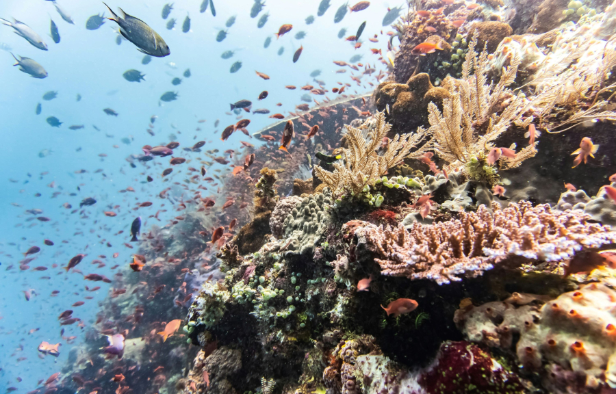 Μαθητές μεγαλώνουν μωρά κοραλλιών για να σώσουν το οικοσύστημα