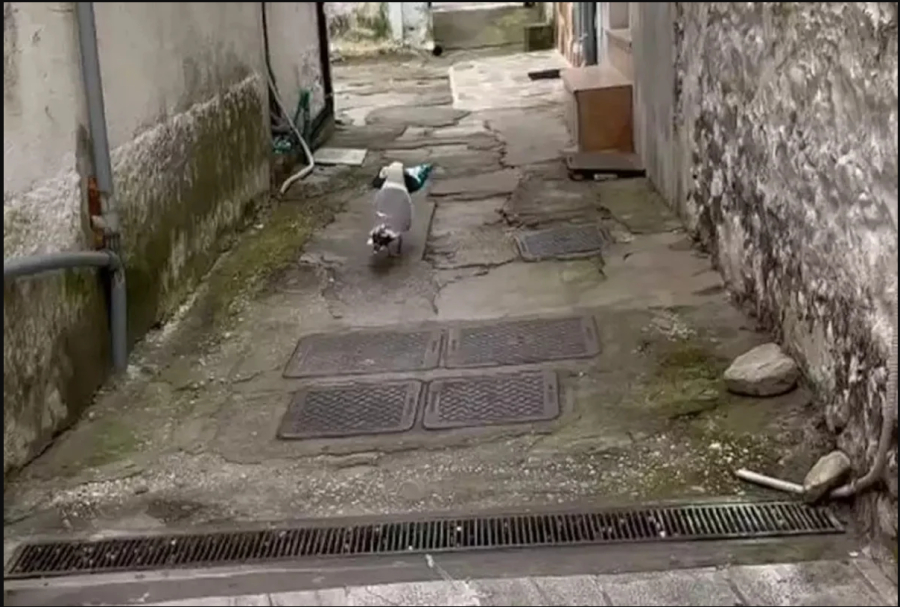 Γλάρος κλέβει... κρουασάν και γαριδάκια από περίπτερο της Θάσου - Σκύλος τον καταδιώκει (βίντεο)