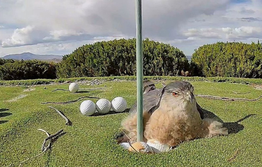 ΗΠΑ: Γερακίνα μπερδεύει μπαλάκια του γκολφ με αυγά και τα… κλωσάει (Βίντεο)