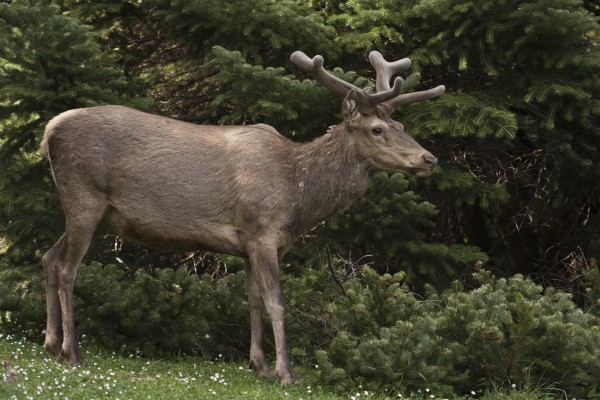 WWF: Σοβαρός o κίνδυνος εξαφάνισης για το κόκκινο ελάφι στην Ελλάδα