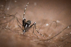 Ιός Δυτικού Νείλου: 19 θάνατοι στην Ελλάδα το 2022 - 39 κρούσματα την τελευταία εβδομάδα
