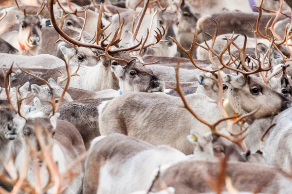 Ο Πούτιν «απειλεί» τους τάρανδους του Άη Βασίλη (Βίντεο)