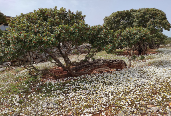 Δωρεάν πρόγραμμα επιμόρφωσης μαστιχοπαραγωγών στη Χίο