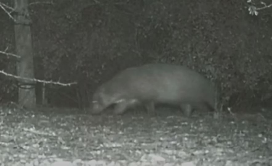 Το μυστηριώδες ζώο που άφησε τους ειδικούς με... ανοιχτό το στόμα