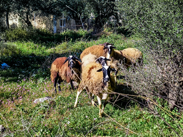 Κρούσμα ευλογιάς στην Αρκαδία - Θανατώθηκαν δεκάδες πρόβατα