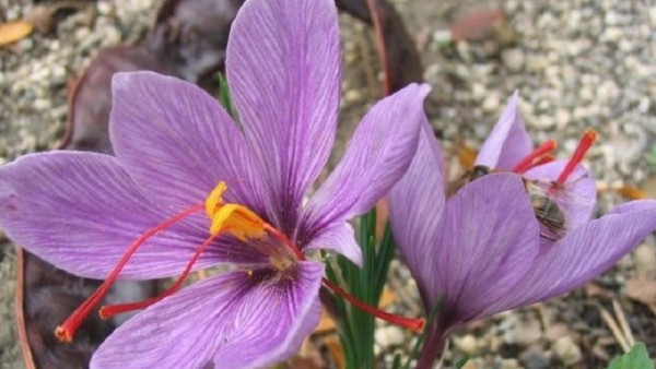 Κρόκος Κοζάνης: Γιατί θεωρείται ως ο ελληνικός θησαυρός για την υγεία