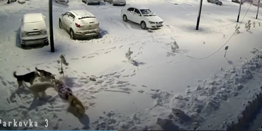 Τρομακτικό βίντεο: Αγέλη σκύλων επιτίθεται σε 9χρονη στη Ρωσία, την έσωσε το μπουφάν