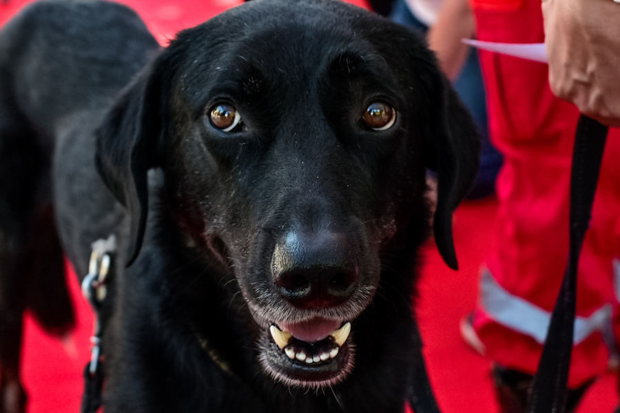 Meet, Love, Adopt το Σάββατο στην Κυψέλη: Γνωρίστε τους σκύλους της Αστικής Πανίδας που ψάχνουν σπίτι