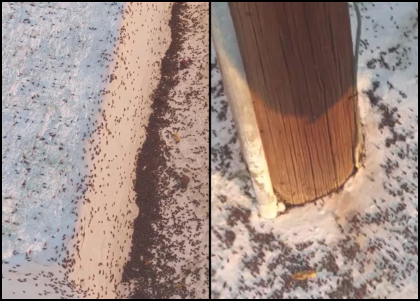 Σκαθάρια κάνουν επιδρομή και «καταλαμβάνουν» σπίτια σε χωριό στη Δυτική Αχαΐα: Δεν «πιάνουν» τα φάρμακα