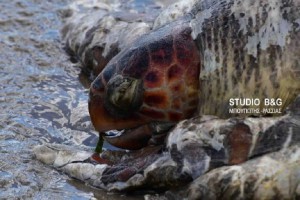 Θαλάσσια χελώνα βρέθηκε νεκρή στην Αργολίδα (pics+βίντεο)
