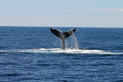 SOS από Greenpeace: Απειλούμενες φάλαινες ζουν στην Ελλάδα εκεί που σχεδιάζονται εξορύξεις
