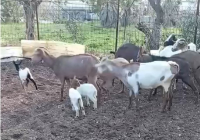 Αμπελόκηποι: Κοτόπουλα και κατσίκες εντοπίστηκαν σε ταράτσα πολυκατοικίας στον 16ο όροφο (Βίντεο)