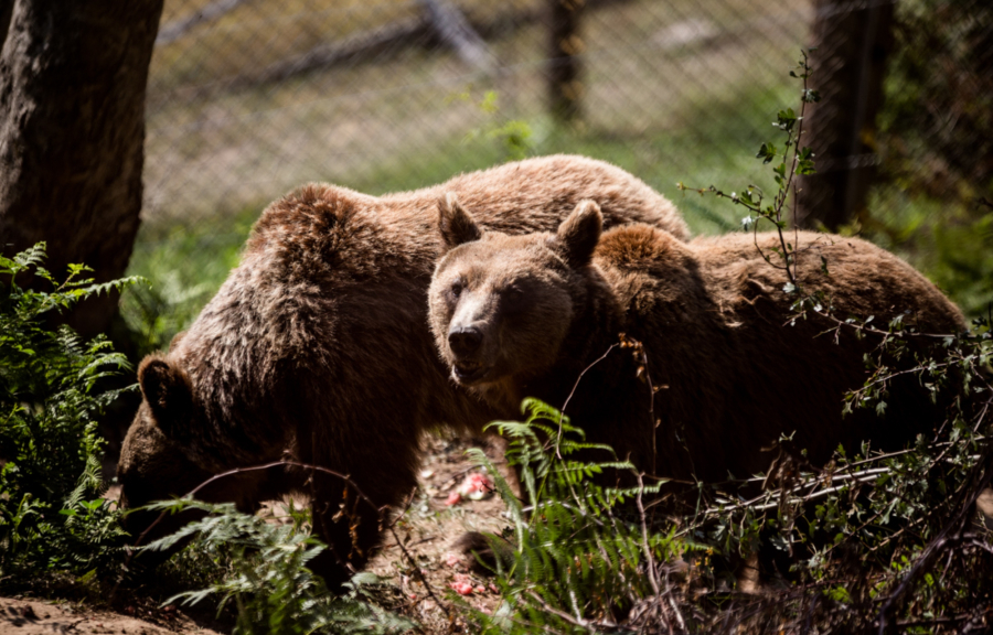 Χωριστά μετά από 10 χρόνια έπεσαν σε χειμερία νάρκη δύο αρκούδες στο Νυμφαίο