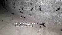 «Πολιορκία» από τριζόνια στα Τρίκαλα - Ανησυχία από τους κατοίκους