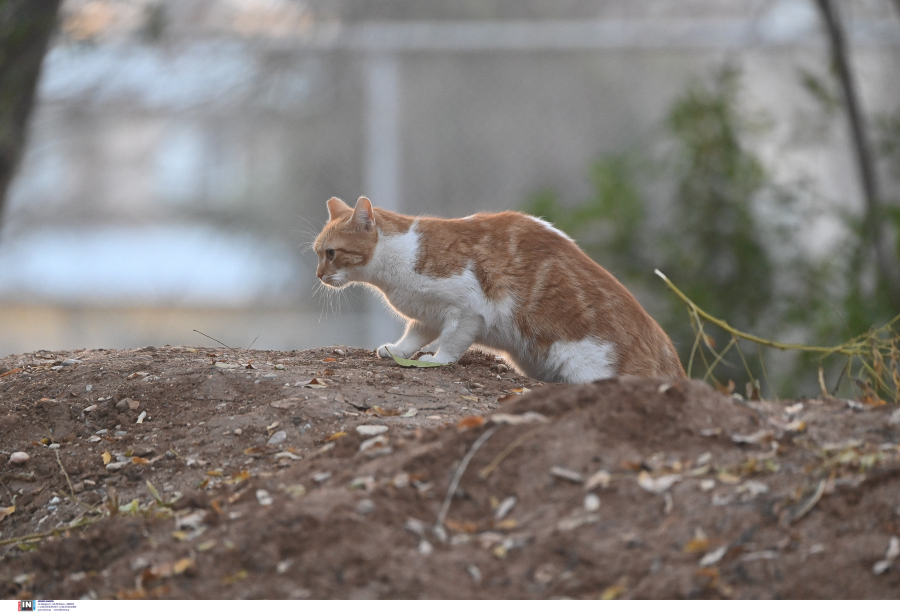 Κυψέλη: Serial Killer αφήνει ακέφαλα τα πτώματα γατιών σε διάφορα σημεία