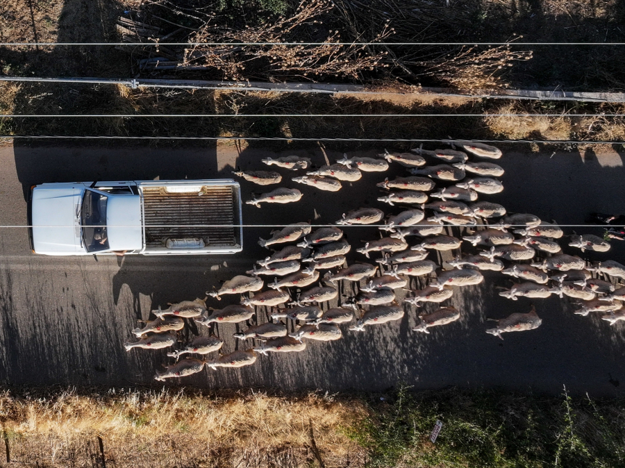 Ευλογιά: Η Κομισιόν «αδειάζει» την Αθήνα - Η απάντηση της ΕΕ σε Αρναούτογλου