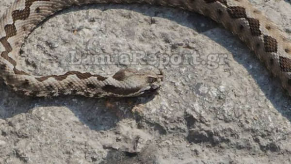 Τρόμος από μία... οχιά στην κεντρική πλατεία της Λαμίας