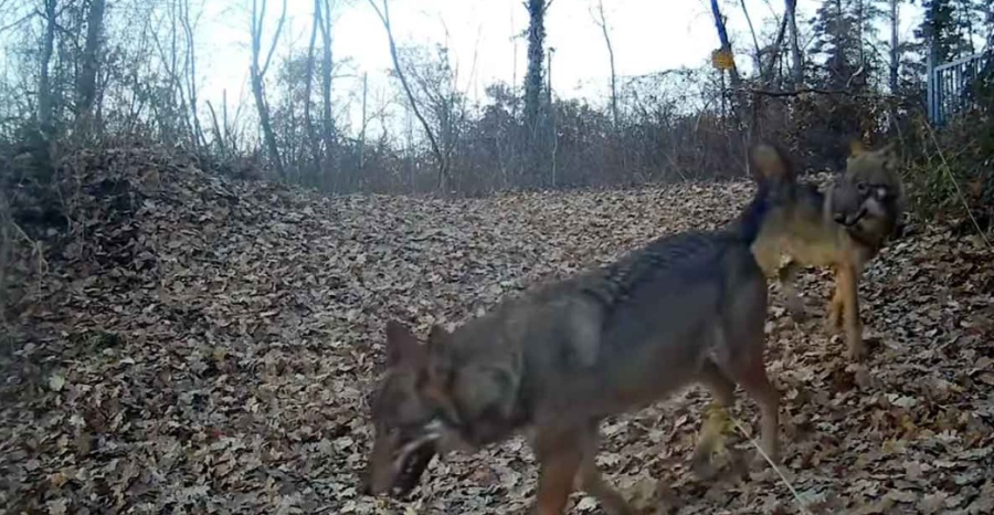 Καστοριά: Αγέλη λύκων «μια απλή καθημερινή» στην Καστοριά (video)