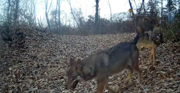 Καστοριά: Αγέλη λύκων «μια απλή καθημερινή» στην Καστοριά (video)