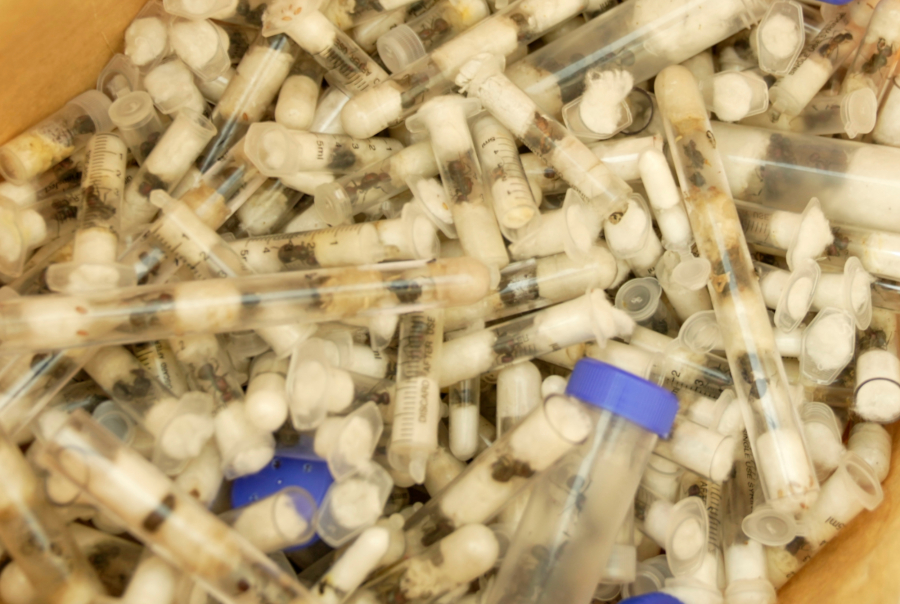 Βέλγοι διακινούσαν παράνομα 5.000 μυρμήγκια από την Κένυα