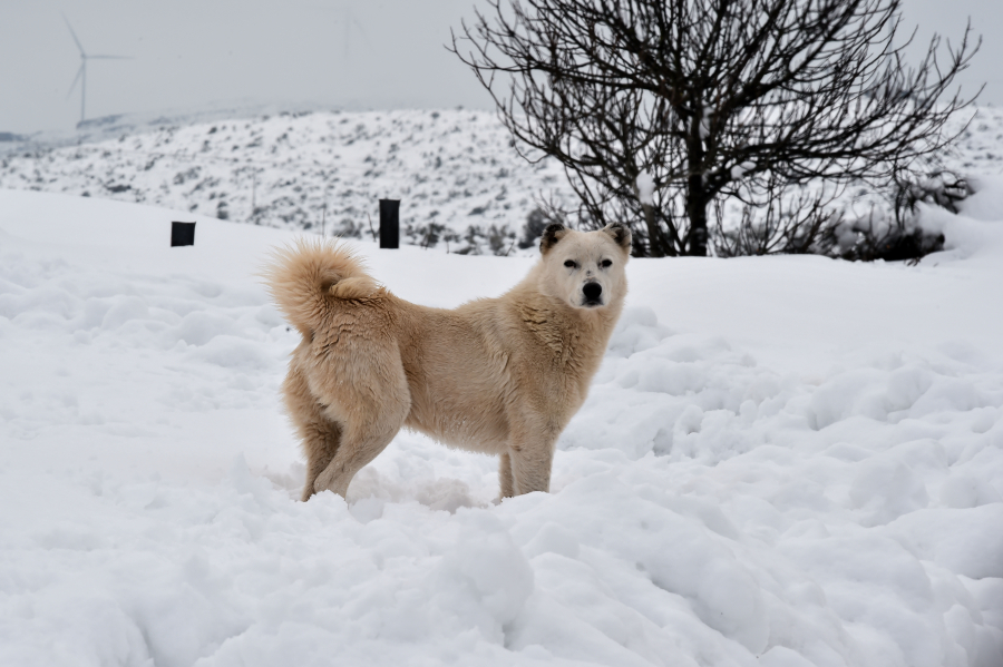 Κλέαρχος Μαρουσάκης: Χιόνια και σε χαμηλό υψόμετρο τα Χριστούγεννα