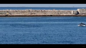 Εντυπωσιακό βίντεο με δελφίνια στον Θερμαϊκό