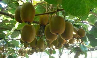 Δήμος Ιωαννιτών: Διανομή ακτινιδίων σε σχολεία του Δήμου