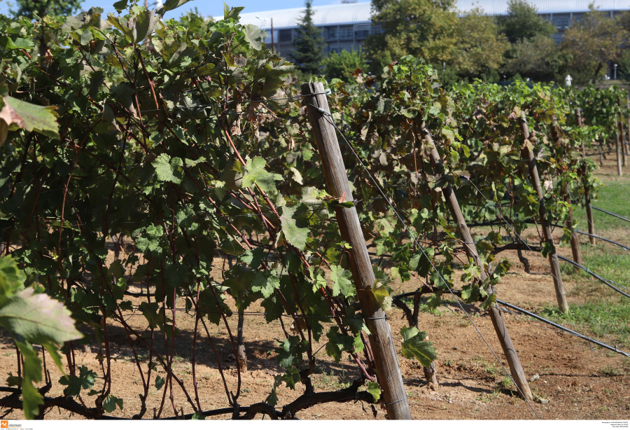 Το κρασί από τον αστικό αμπελώνα της Θεσσαλονίκης κάνει τον γύρο του κόσμου