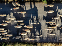 Ευλογιά αιγοπροβάτων: Στις 472.928 οι θανατώσεις ζώων – 16 νέα κρούσματα σε έξι περιοχές