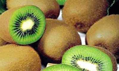 Δήμος Πεντέλης: Δωρεάν Διανομή Ακτινιδίων