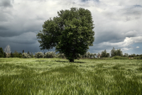 Με «αστερίσκους» οι εξαιρέσεις για αγρανάπαυση από Κομισιόν