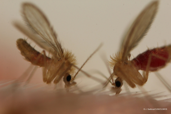 Η κλιματική αλλαγή φέρνει επικίνδυνα έντομα στην πόρτα μας