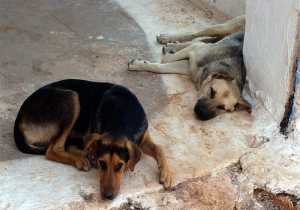 Περιστατικό μεγάλης αγριότητας με θύματα σκυλιά στο Παναιτώλιο Αιτωλοακαρνανίας
