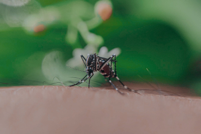Κλιματική αλλαγή: Απειλή τα κουνούπια και οι μύγες τσετσέ και στην Ευρώπη