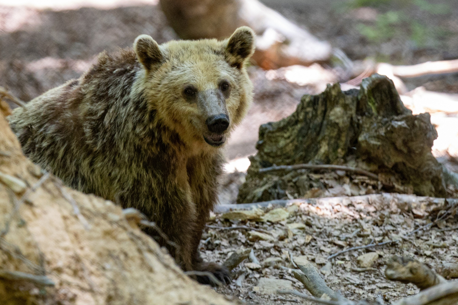 Δράμα: Αρκούδα επιτέθηκε σε 2 ορειβάτες, έριξε τον έναν σε γκρεμό