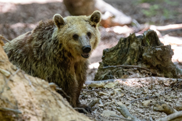 Δράμα: Αρκούδα επιτέθηκε σε 2 ορειβάτες, έριξε τον έναν σε γκρεμό