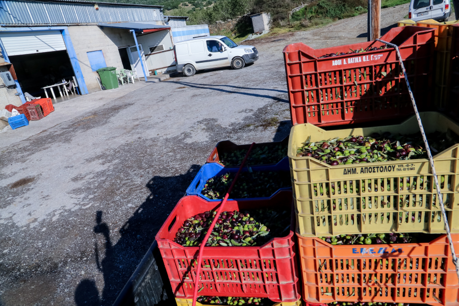 Ελαιόλαδο: Η τιμή του τενεκέ για το 2025 κλειδώνει - Πού βρισκόμαστε σήμερα